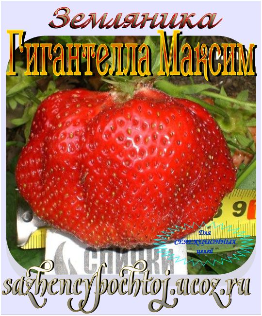 Клубника максима уход Клубника максима уход